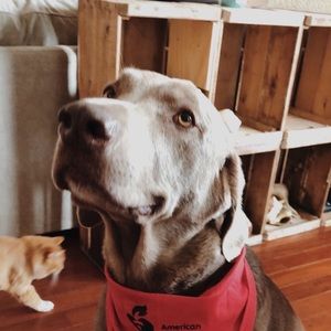 Meet your Posher, Carson